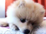 Eğitimli Minik Apartman Köpeği Pomerian Boo