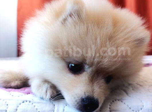 Eğitimli Minik Apartman Köpeği Pomerian Boo görsel