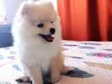 Eğitimli Minik Apartman Köpeği Pomerian Boo