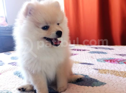 Eğitimli Minik Apartman Köpeği Pomerian Boo görsel