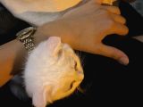 British Shorthair Scottish Fold Dişi Yavru