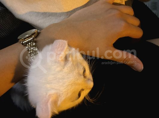 British Shorthair Scottish Fold Dişi Yavru görsel