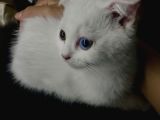 British Shorthair scottish Fold Dişi yavru