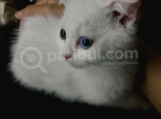 British Shorthair Scottish Fold Dişi Yavru