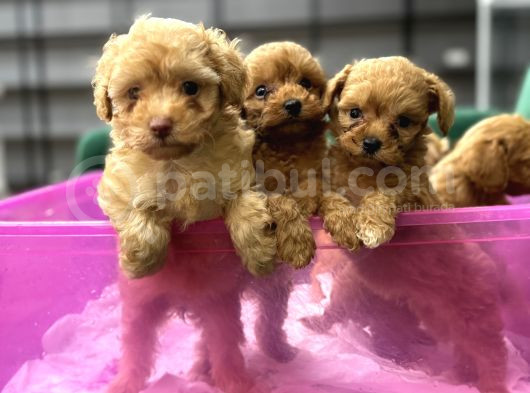 Büyümeyen Maltipo Bebekler  görsel