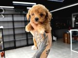 Teacup Mini Boy Maltipo Yavrular