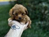 Teacup Mini boy maltipo Yavrular