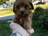 Teacup Mini Boy Maltipo Yavrular