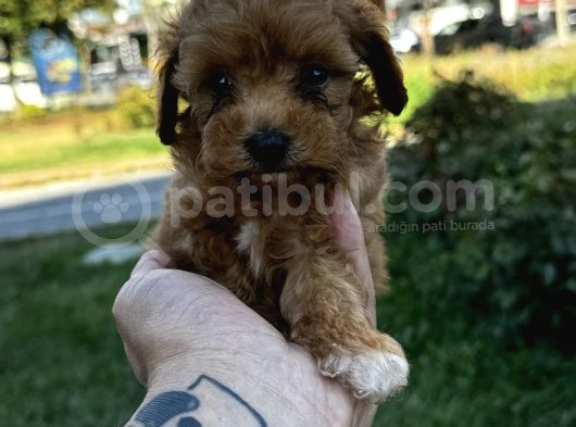 Teacup Mini Boy Maltipo Yavrular görsel