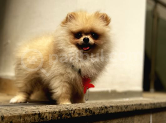 Ayı Surat Pomerian Yavrum  görsel