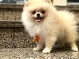 Ayı Surat Pomerian Yavrum 