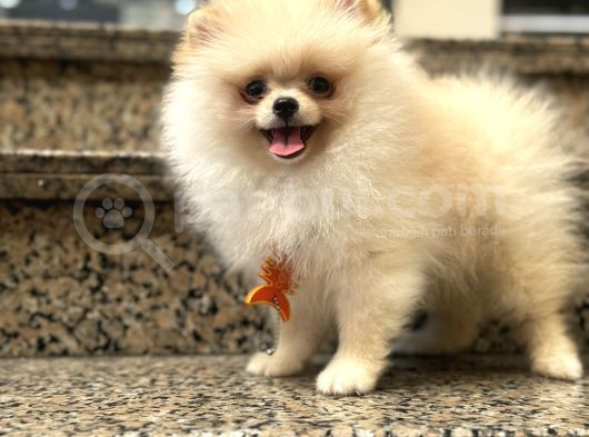 Ayı Surat Pomerian Yavrum  görsel