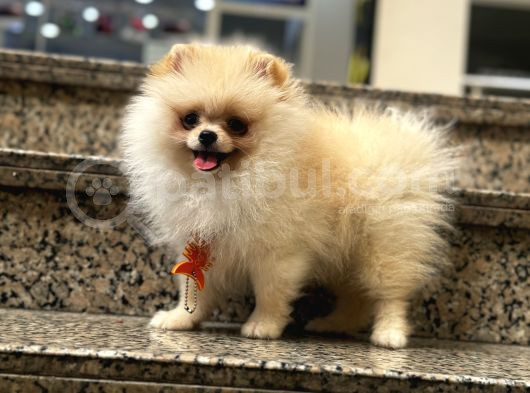 Ayı Surat Pomerian Yavrum  görsel