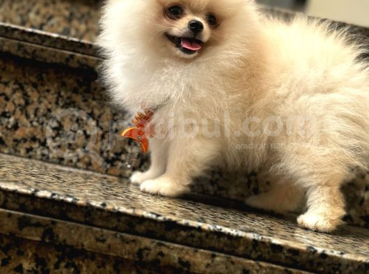 Ayı Surat Pomerian Yavrum 