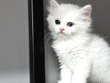 Bembeyaz Lekesiz Biritish Shorthair Yavrularım