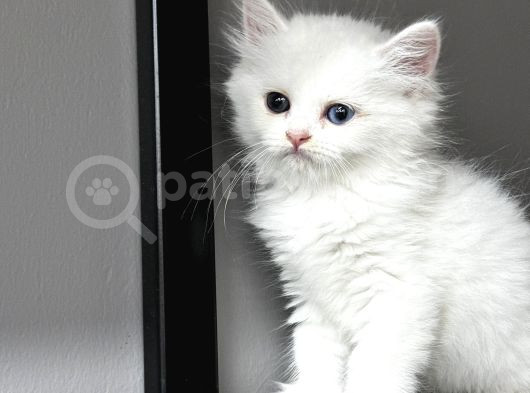 Bembeyaz Lekesiz Biritish Shorthair Yavrularım görsel
