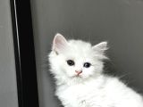 Bembeyaz Lekesiz Biritish Shorthair Yavrularım