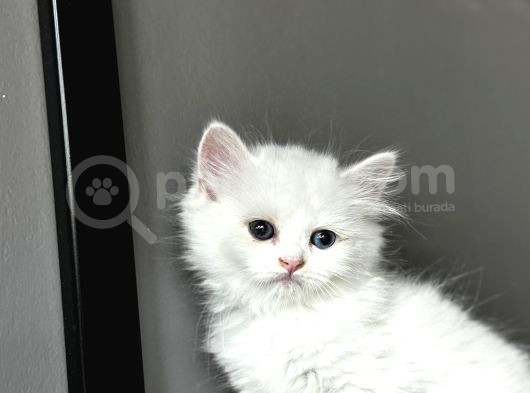 Bembeyaz Lekesiz Biritish Shorthair Yavrularım görsel