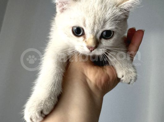Masmavi Tatlis Silver Point Yavru Kedilerimiz görsel