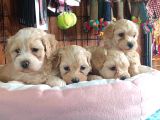 A Secereli Maltipoo Yavrularımız