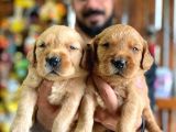 BEBEK YÜZLÜ GOLDEN retriever A KALİTE IRK