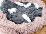 2 Aylık Yavrularımız Yeni Sahiplerini Bekliyor