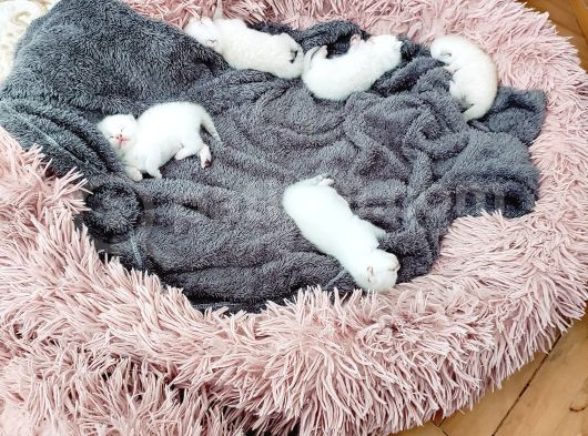 2 Aylık Yavrularımız Yeni Sahiplerini Bekliyor görsel