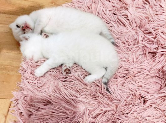 2 Aylık Yavrularımız Yeni Sahiplerini Bekliyor görsel