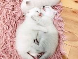 2 Aylık Yavrularımız Yeni Sahiplerini Bekliyor