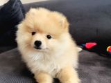 Eğitimli Minik Apartman Köpeği Pomerian Boo
