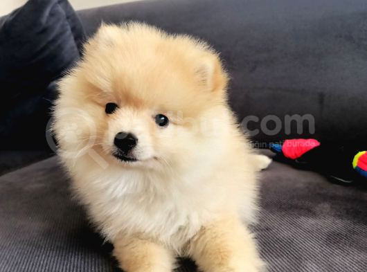 Eğitimli Minik Apartman Köpeği Pomerian Boo görsel