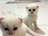 British Shorthair Scottish Fold Dişi Yavru