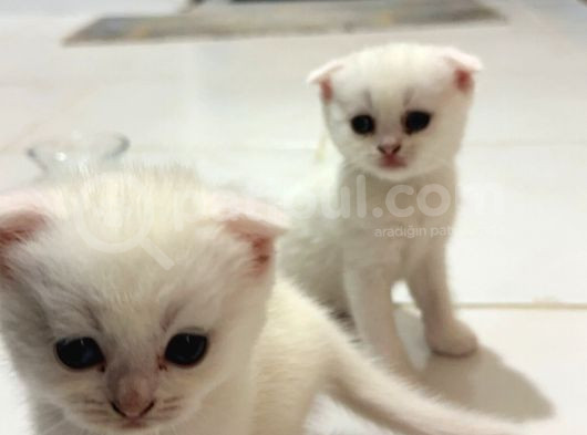 British Shorthair Scottish Fold Dişi Yavru görsel