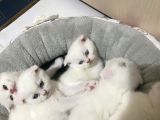 British Shorthair Scottish Fold Dişi Yavru
