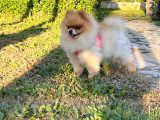 2 kg gecmicek pomerian
