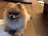 2 Kg Gecmicek Pomerian