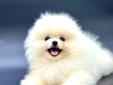 Irkinin En İyi̇ Pomerani̇an Boo Yavrulari