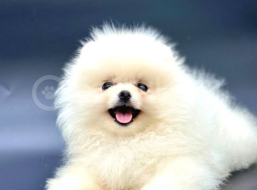 Irkinin En İyi̇ Pomerani̇an Boo Yavrulari görsel