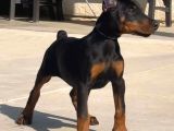 Biblo Yanınıza Yakışacak Doberman Estetikli Yavrular