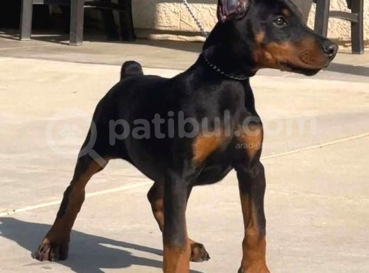 Biblo Yanınıza Yakışacak Doberman Estetikli Yavrular görsel