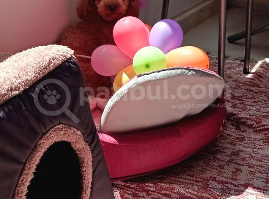 Kızıma Es Arıyorum Disi Toy Padil  görsel