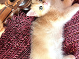 Saf Kan Golden British Shorthair Ny12