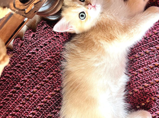Saf Kan Golden British Shorthair Ny12 görsel