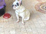 Fransız Bulldog erkek