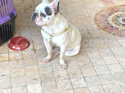 Fransız Bulldog Erkek