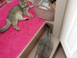 British Shorthair Rezerve