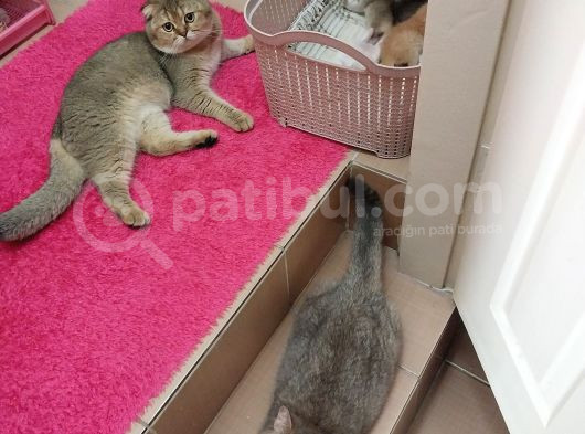 British Shorthair Rezerve görsel