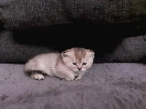 British Shorthair Rezerve