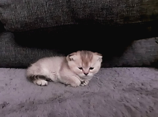 British Shorthair Rezerve görsel