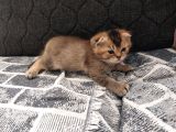 British Shorthair Rezerve